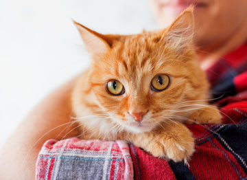 How to Transition Your Cat to Our Food - Boat to Bowl Pet Food