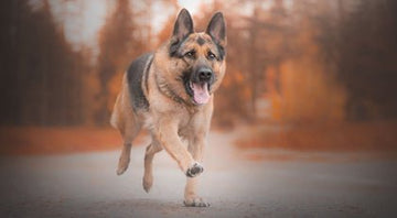 The 3 Best Joint Supplements for Dogs - Boat to Bowl Pet Food