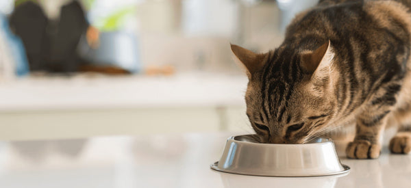 Fish First Recipes for Cats - Boat to Bowl Pet Food