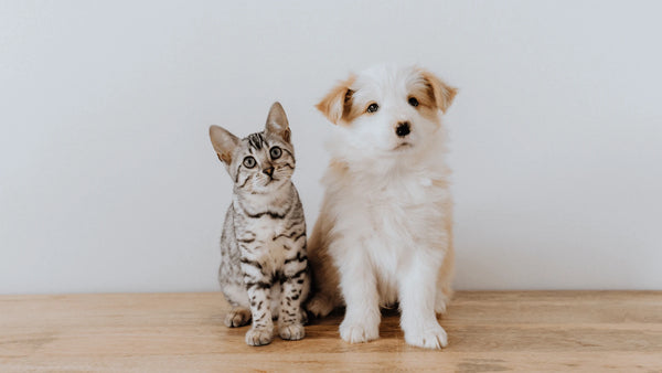 Pet Food Toppers for cats and dogs