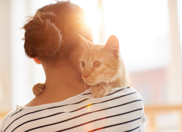 Orange cat being carried by human