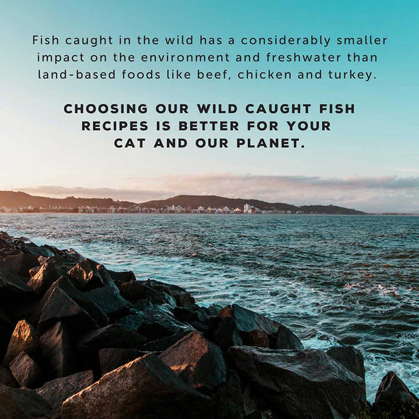 Wild caught fish are better for cats and the planet