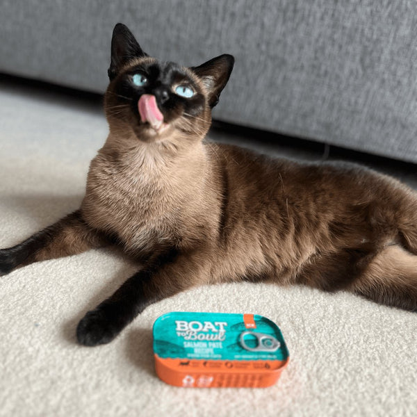 Salmon Pate Wet Cat Food - Boat to Bowl Pet Food