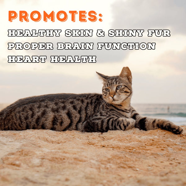 Boat to Bowl Salmon Pate Wet Cat Food Promotes Healthy Skin & Fur, Brain Function, Heart Health
