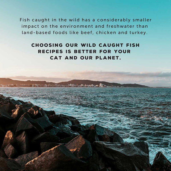 Wild Cod & Haddock Recipe - Boat to Bowl Pet Food