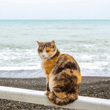 Health Benefits of Seafood for Cats - Boat to Bowl Pet Food