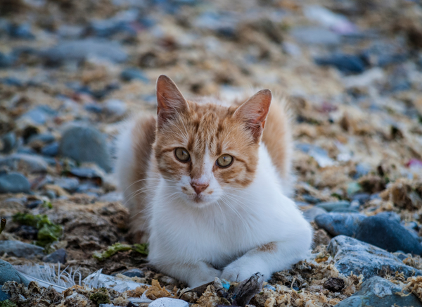Orange cat laying in the sand