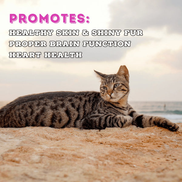 Wild Seafood Recipe - Dry Cat Food for All Life Stages - Boat to Bowl Pet Food